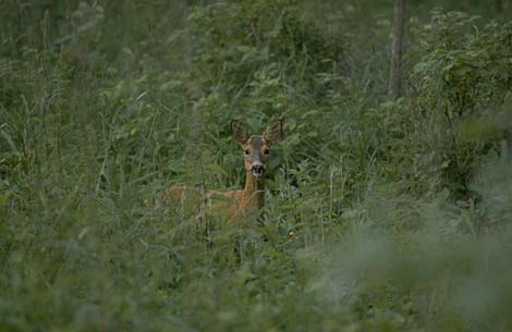 Land Animals Chesapeake Bay