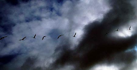 Migratory Birds Chesapeake Bay New Point Comfort Virginia